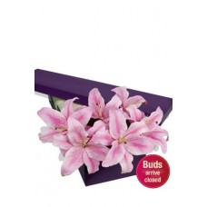 4 Oriental Lilies Presentation Box